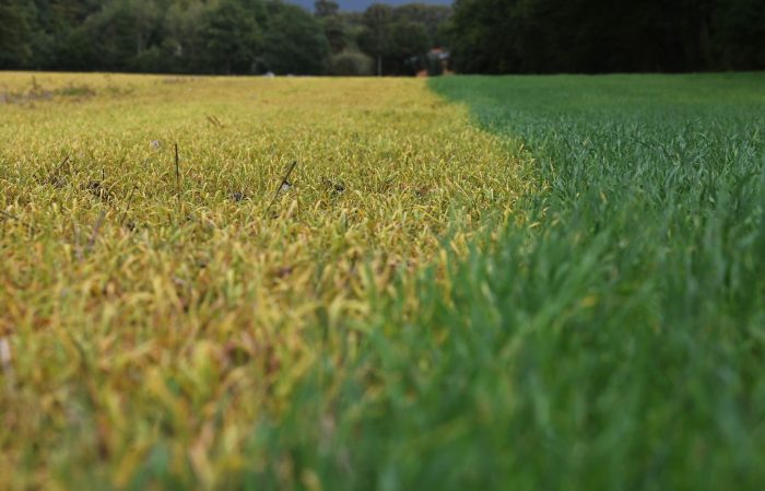 Auf die frischen grünen Blätter wurde ein Totalherbizid mit dem Wirkstoff Glyphosat ausgebracht. Dadurch sterben die grünen Pflanzen ab (links) und verfärben ihre Blätter charakteristisch gelb.