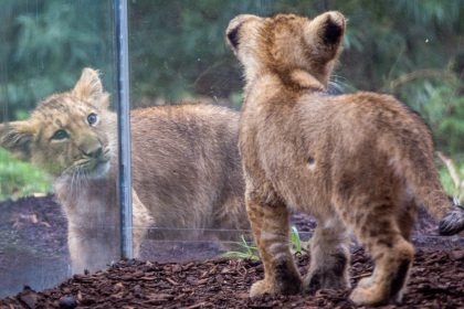 Löwenbabys in Schwerin heißen Kirana und Ravi