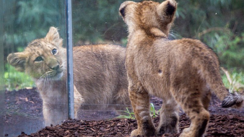 Die beiden kleinen Löwenkinder im Schweriner Zoo erkunden das Gehege.