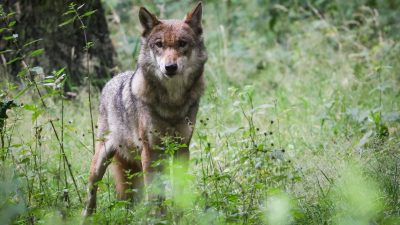 Eine ausgewachsener weiblicher Wolf. Besonders intensiv wurden die Tiere, die eigentlich durch die Fauna-Flora-Habitatrichtlinie der EU besonders geschützt sind, in Tirol und Kärnten bejagt.