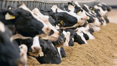 Milchkühe in einem Gut in Mecklenburg-Vorpommern. Die Preise für landwirtschaftliche Produkte wie Getreide oder Milch sind auf der Erzeugerebene weiter gesunken.