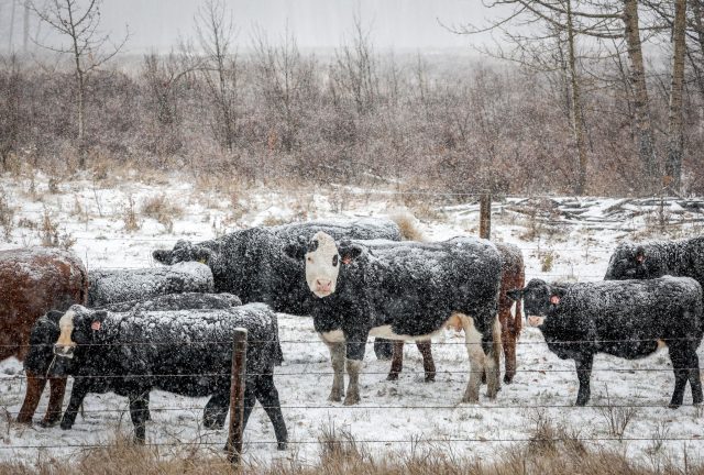 Rinder auf einer Weide nahe Didsbury in der kanadischen Provinz Alberta - in der Gegend sollen bei Temperaturen unter -8 °C zwischen 15 und 20 cm Schnee fallen.
