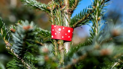 Branchenverband: Weihnachtsbäume werden etwas teurer