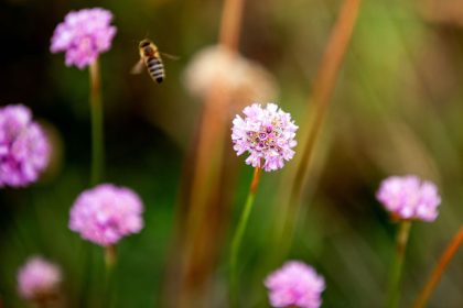 Grasnelke ist „Blume des Jahres 2024“