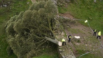 „Robin Hood“-Baum illegal gefällt: Zwei Männer in England angeklagt