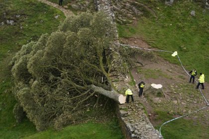 „Robin Hood“-Baum illegal gefällt: Zwei Männer in England angeklagt