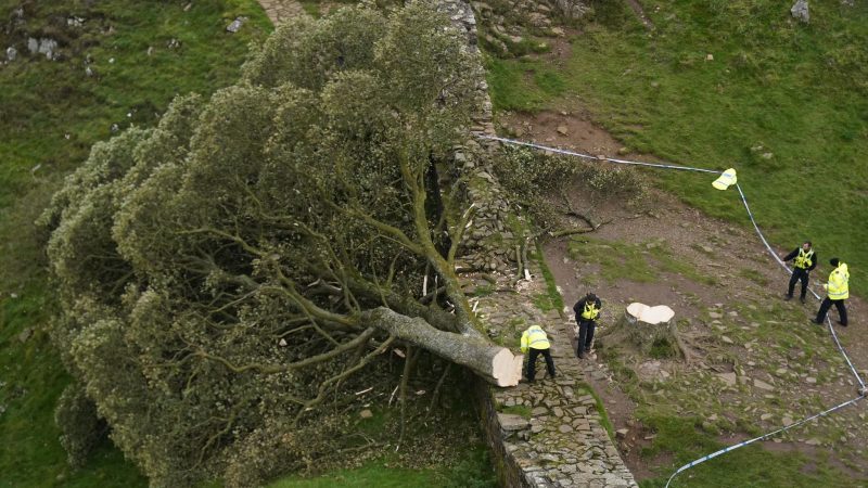 Die Abholzung des «Robin-Hood-Baums» hatte in Großbritannien Trauer und Entsetzen ausgelöst.
