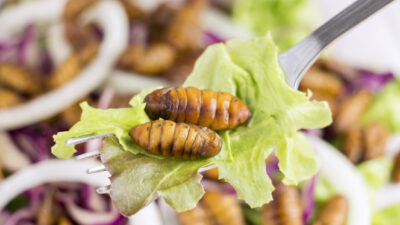 Insekten im Essen: Wie Forscher unsere Akzeptanz zu erhöhen versuchen
