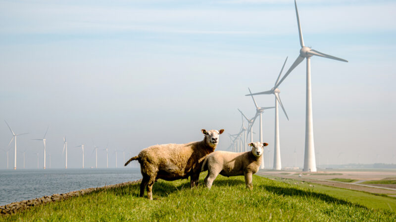 Windkraft an der niederländischen Küste. Widerstand gegen die Anlagen kommt meist nur von Anwohnern und Betroffenen.