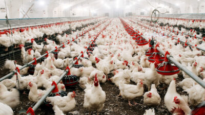 25.000 Puten: Geflügelhöfe mit Totalverlust wegen Vogelgrippe