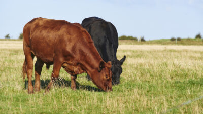 Zug erfasst Rinderherde auf Sylt: Zehn Tiere tödlich verletzt