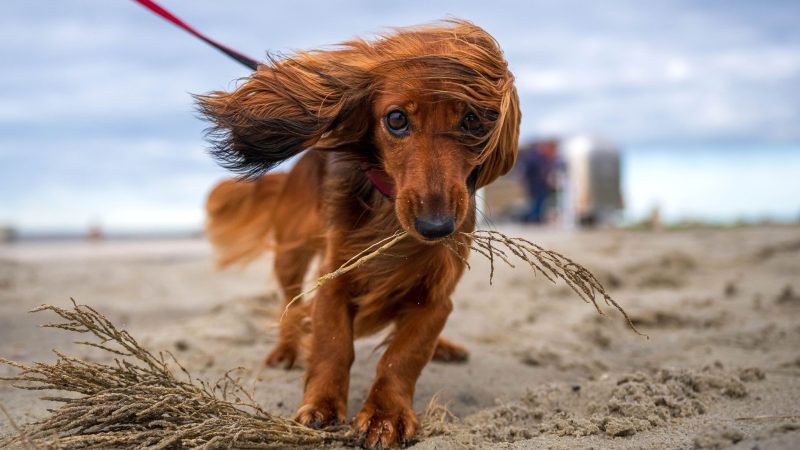 Die Dackelhündin Susi kämpft gegen den Wind an. Der Deutsche Wetterdienst hat eine Sturmwarnung für Teile der Nordseeküste herausgegeben.