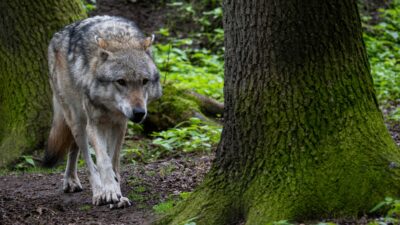 Bremen: DNA-Test bestätigt Wolfssichtung