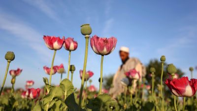 UN: Opiumproduktion in Afghanistan bricht um 95 Prozent ein