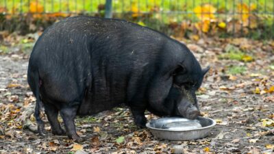 Minischweine werden bei Sabine Bracker auf dem Gnadenhof bei Ebstorf im Landkreis Uelzen häufig abgeben.