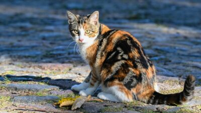 Forscher: Hauskatzen und Wildkatzen mischen sich nur in seltenen Fällen
