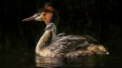 „Pūteketeke“ in Neuseeland zum Vogel des Jahrhunderts gekürt