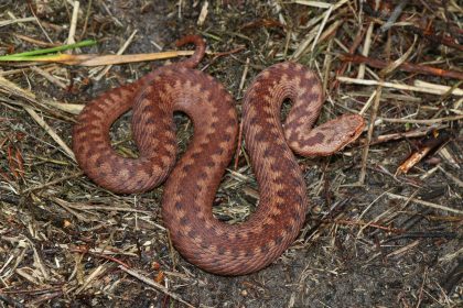Kreuzotter ist Reptil des Jahres 2024