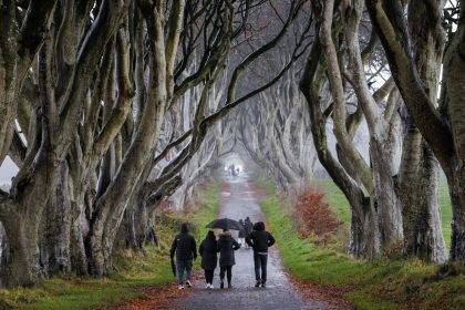 Sechs Buchen in „Game of Thrones“-Allee werden gefällt