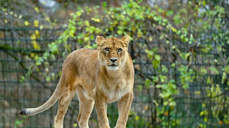 Nach der aufsehenerregenden Suche nach einer vermeintlichen Löwin spendete der Ort Kleinmachnow für das Löwengehege im Zoo Eberswalde (Barnim) 500 Euro. Die Suche sorgte diesen Sommer für große Aufmerksamkeit.