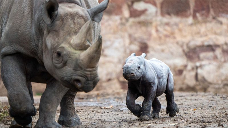 Ein kleines Nashornjunges läuft neben seiner Mutter im Chester Zoo.