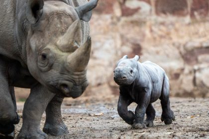 Tiergeburt gefilmt: Nashorn in englischem Zoo geboren