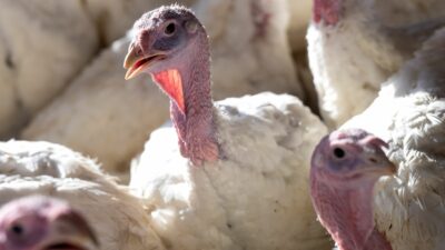 Hochpathogene Vogelgrippe in drei Betrieben