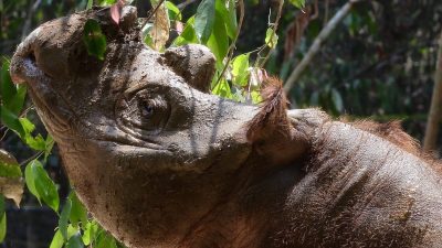 Extrem seltenes Sumatra-Nashorn in Indonesien geboren