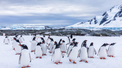 Pinguine machen bis zu 10.000 kurze Nickerchen am Tag