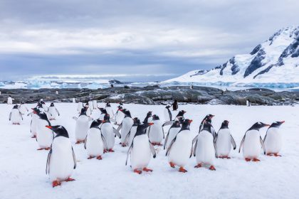 Pinguine machen bis zu 10.000 kurze Nickerchen am Tag