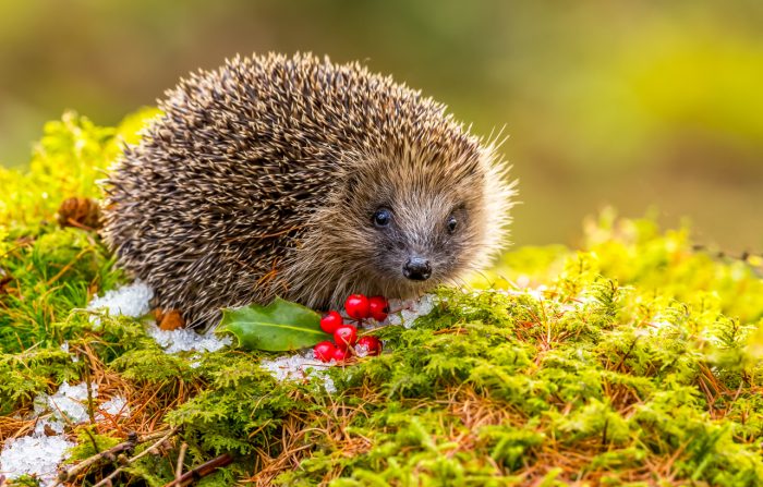 Der Braunbrustigel heißt auch Westeuropäischer Igel