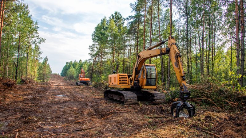 155 Millionen Euro im Rahmen des Wald-Klima-Pakets abgerufen