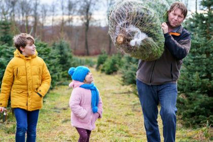 Bundesverband: 23 bis 25 Millionen Weihnachtsbäume jährlich verkauft