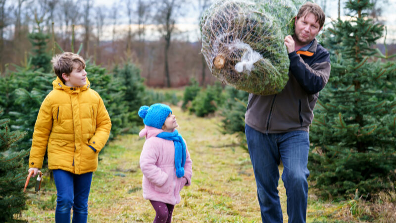 Bundesverband: 23 bis 25 Millionen Weihnachtsbäume jährlich verkauft