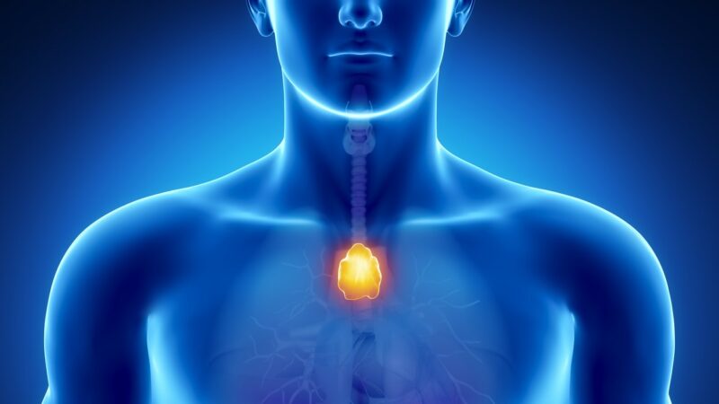 Lage des Thymus im menschlichen Körper