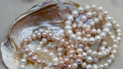 Die Kraft des Perlenpulvers: Uraltes Heilmittel wissenschaftlich bestätigt