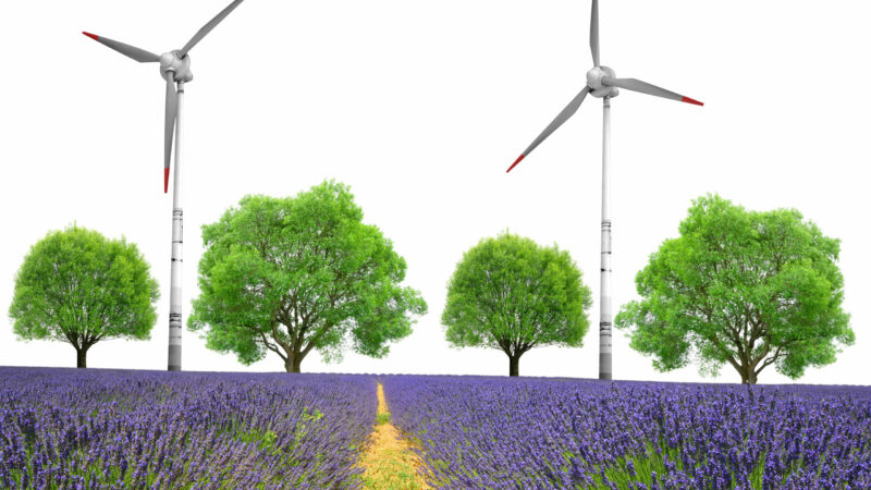 Windkraft vs. Biodiversität: Gericht entscheidet gegen Windpark