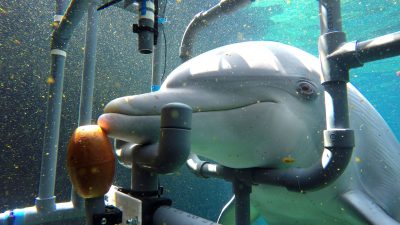 Forschung: Delfine spüren schwache elektrische Felder