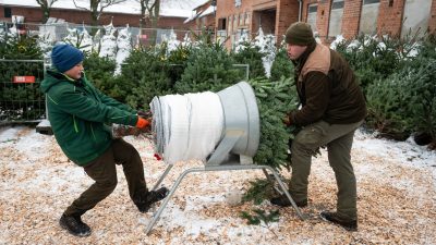 Hundert Weihnachtsbäume von Supermarktgelände gestohlen