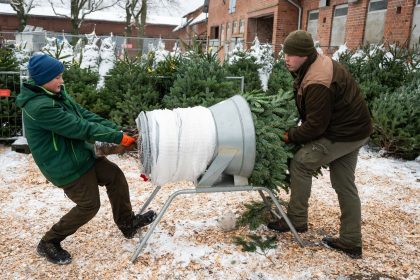 Hundert Weihnachtsbäume von Supermarktgelände gestohlen