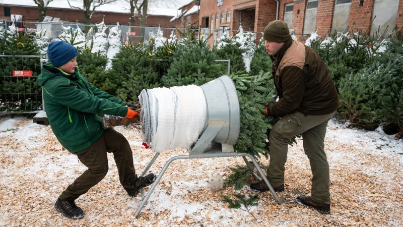 Keine leichte Aufgabe: Seit dem 1. Advent beginnen die meisten Anbieter damit, ihre Weihnachtsbäume zu verkaufen.