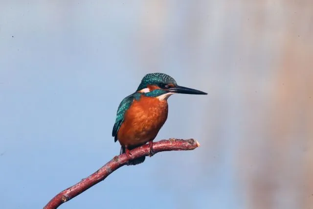 Ein Eisvogel sitzt auf einem Ast am Mogan-See.