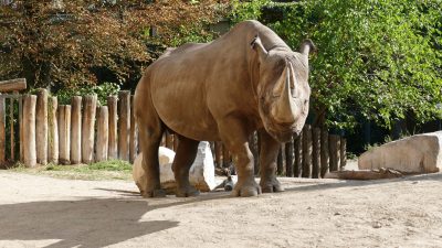 Nashornbulle Kalusho im Frankfurter Zoo eingeschläfert