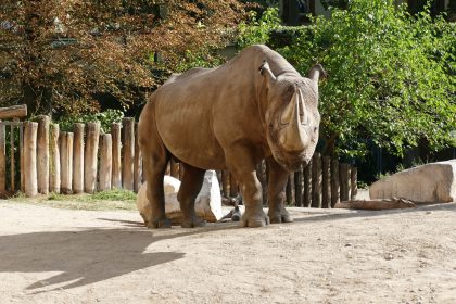 Nashornbulle Kalusho im Frankfurter Zoo eingeschläfert