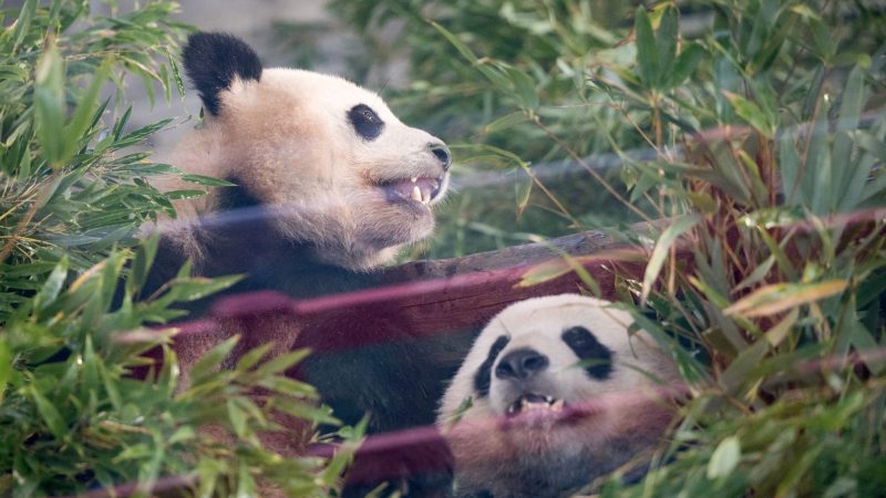 Die Pandas Paule (l) und Pit sitzen während der  Abschiedszeremonie in ihrem Gehege.