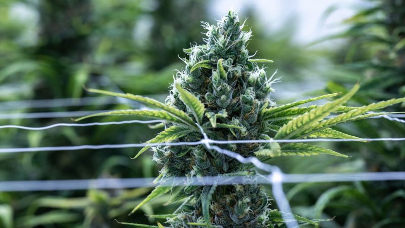 Cannabis soll im Betäubungsmittelgesetz von der Liste der verbotenen Substanzen gestrichen werden.