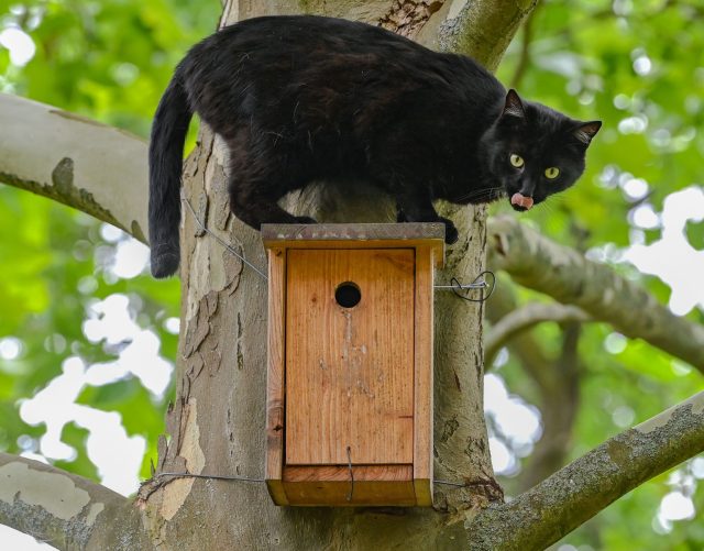 Ein schwarzer Kater sitzt während seiner Jagd nach Vögeln auf einem Nistkasten an einem Baum.
