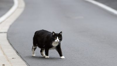 Landkreis Kelheim ruft „Katzennotstand“ aus