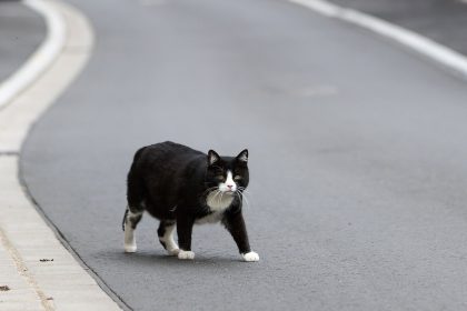 Landkreis Kelheim ruft „Katzennotstand“ aus