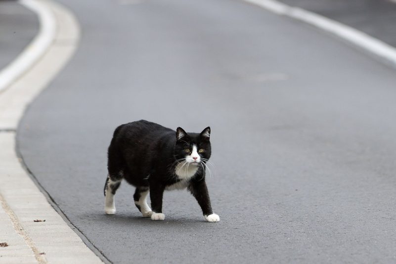 Der Landkreis Kelheim hat den «Katzennotstand» ausgerufen. (Symbolbild)